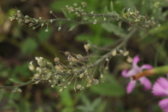 Odontarrhena tortuosa