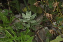 Odontarrhena tortuosa