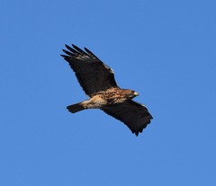 Buteo jamaicensis