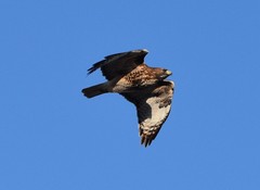 Buteo jamaicensis