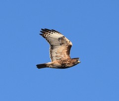 Buteo jamaicensis