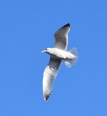 Larus argentatus