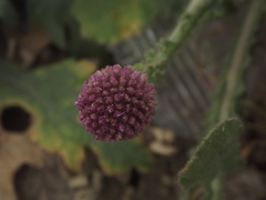 Sphaeranthus indicus