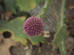 Sphaeranthus indicus