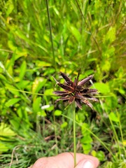Cyperus semitrifidus