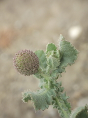 Sphaeranthus indicus