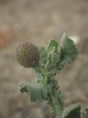 Sphaeranthus indicus