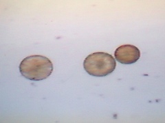 Coscinodiscophycidae