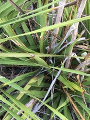 Yucca rupicola