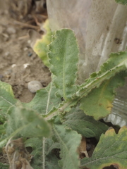 Sphaeranthus indicus