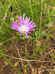 Delosperma sutherlandii