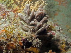 Raspailia ramosa