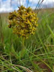 Asclepias vicaria