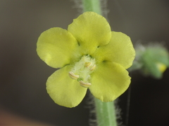 Verbascum coromandelianum