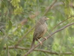 Argya striata