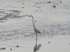 Ardea alba