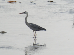 Ardea cinerea