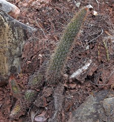 Cleistocactus