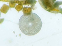 Coscinodiscophycidae