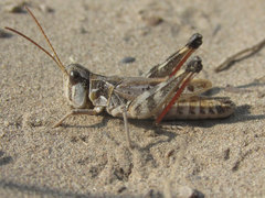 Phlibostroma quadrimaculatum