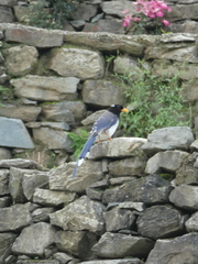 Urocissa flavirostris