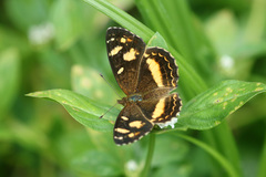 Telenassa berenice
