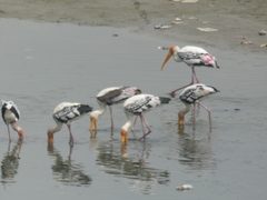 Mycteria leucocephala