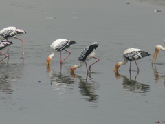 Mycteria leucocephala