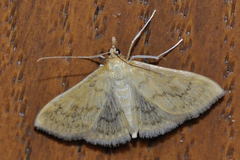 Paratalanta hyalinalis