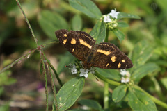 Telenassa berenice