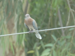 Streptopelia senegalensis