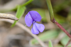 Psoralea asarina