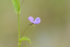 Psoralea asarina