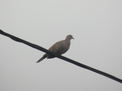 Streptopelia decaocto