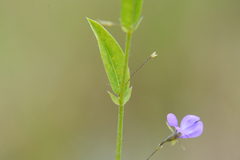 Psoralea asarina
