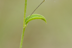 Psoralea asarina