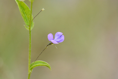 Psoralea asarina