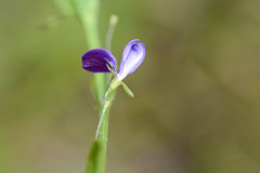 Psoralea asarina