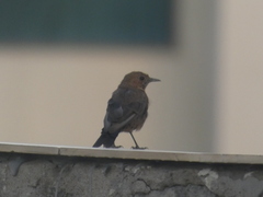 Oenanthe fusca