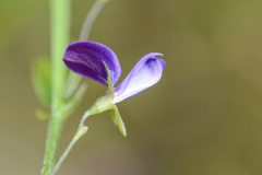 Psoralea asarina