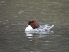 Mergus merganser