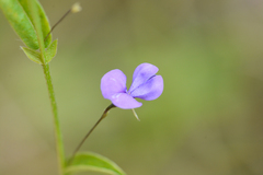 Psoralea asarina