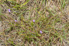 Psoralea asarina
