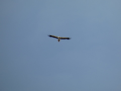 Neophron percnopterus