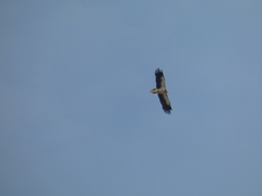 Neophron percnopterus