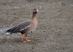 Anser erythropus