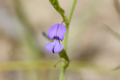 Psoralea asarina