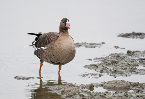 Lesser White-fronted Goose, photo 9 of 9