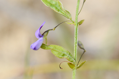 Psoralea asarina