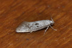 Herrichia excelsella